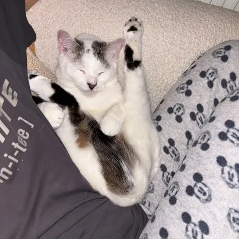 Enzo